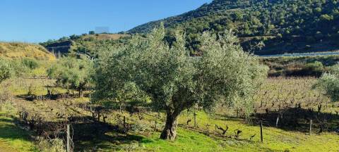 Quinta Vitivinícola de 5 Hectares  - Douro Superior