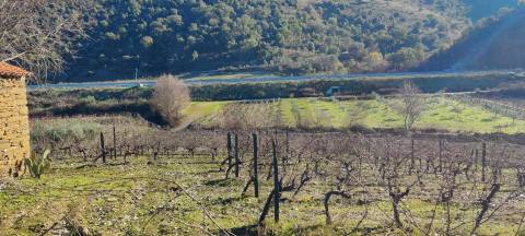 Quinta Vitivinícola de 5 Hectares  - Douro Superior