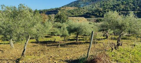 Quinta Vitivinícola de 5 Hectares  - Douro Superior