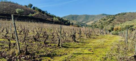 Quinta Vitivinícola de 5 Hectares  - Douro Superior
