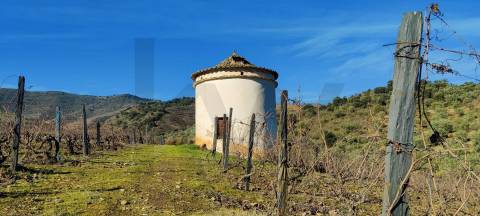 Quinta Vitivinícola de 5 Hectares  - Douro Superior