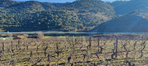 Quinta Vitivinícola de 5 Hectares  - Douro Superior