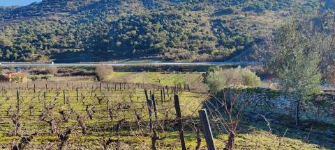 Quinta Vitivinícola de 5 Hectares  - Douro Superior