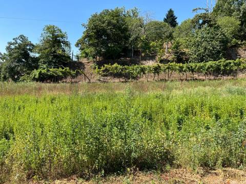 Propriedade de Luxo junto ao Rio Tâmega | Santo Isidoro – Marco de Canaveses