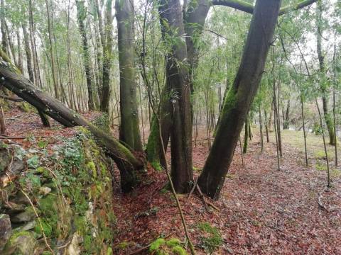 Terreno no Vale do Âncora com Frente de Rio – Gondar e Orbacem, Caminha