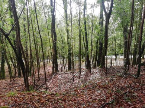 Terreno no Vale do Âncora com Frente de Rio – Gondar e Orbacem, Caminha