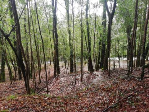Terreno no Vale do Âncora com Frente de Rio – Gondar e Orbacem, Caminha