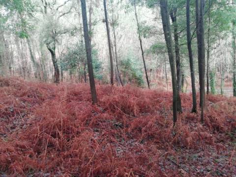 Terreno no Vale do Âncora com Frente de Rio – Gondar e Orbacem, Caminha