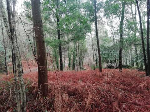 Terreno no Vale do Âncora com Frente de Rio – Gondar e Orbacem, Caminha