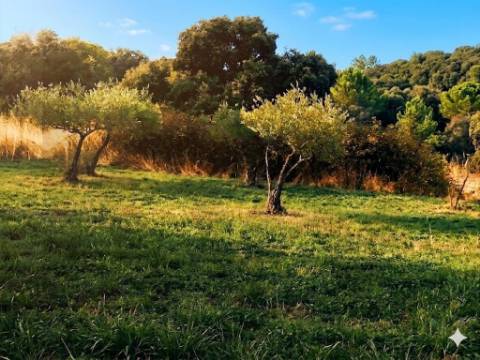 Propriedade Exclusiva na Touça (V.N. de Foz-Côa): Moradia, Palheiros e Vasta Área Agrícola Murada
