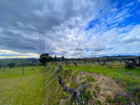 Quinta com moradia e terreno em Vale de Prazeres, Fundão
