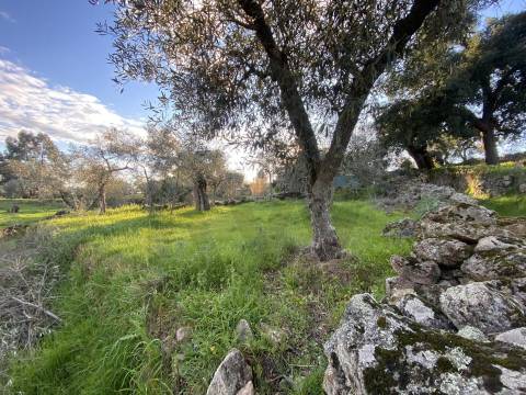 Quinta com moradia e terreno em Vale de Prazeres, Fundão