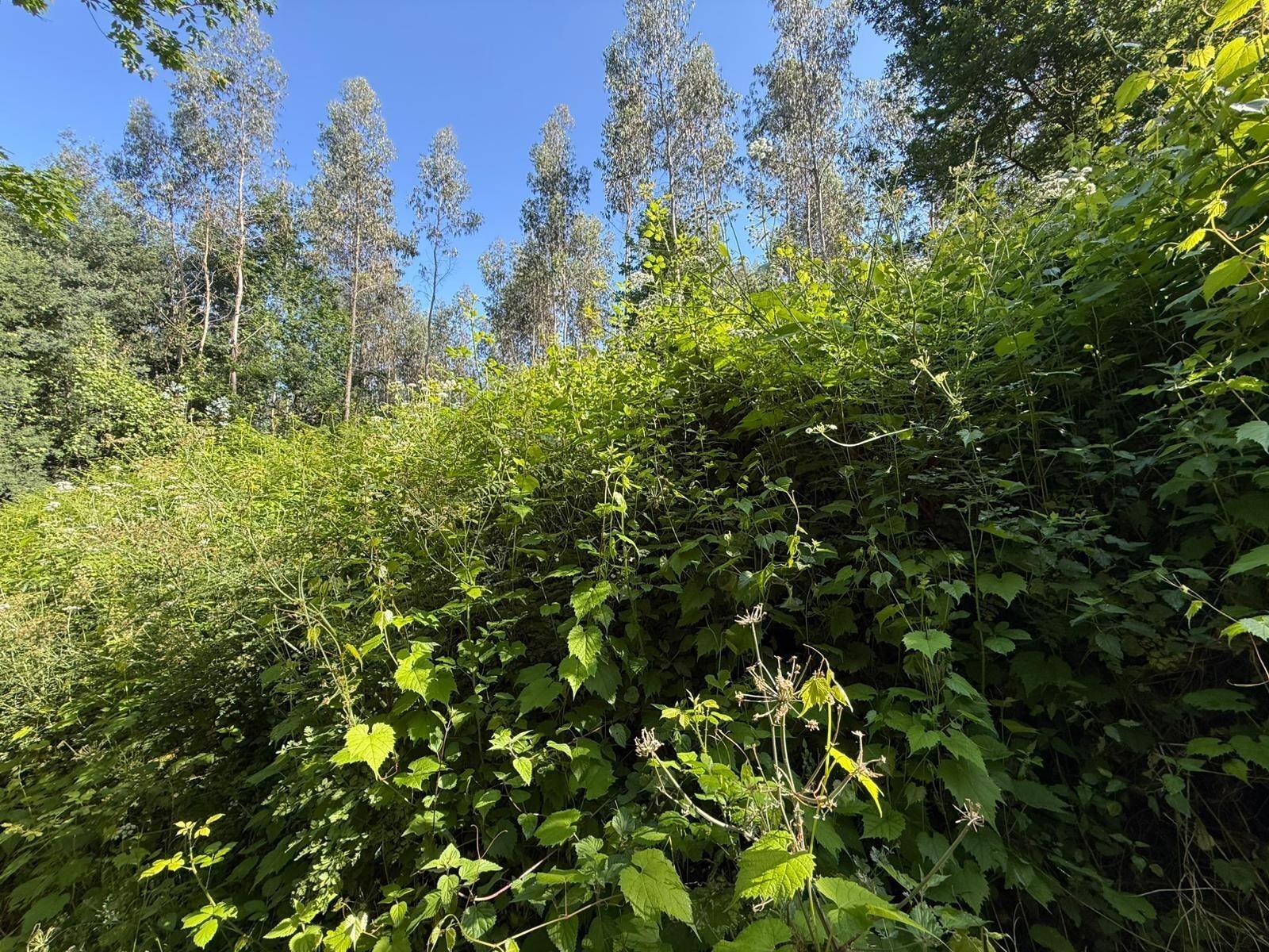 Propriedade mista com 53 hectares em Canedo, Santa Maria da Feira