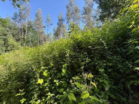 Propriedade mista com 53 hectares em Canedo, Santa Maria da Feira
