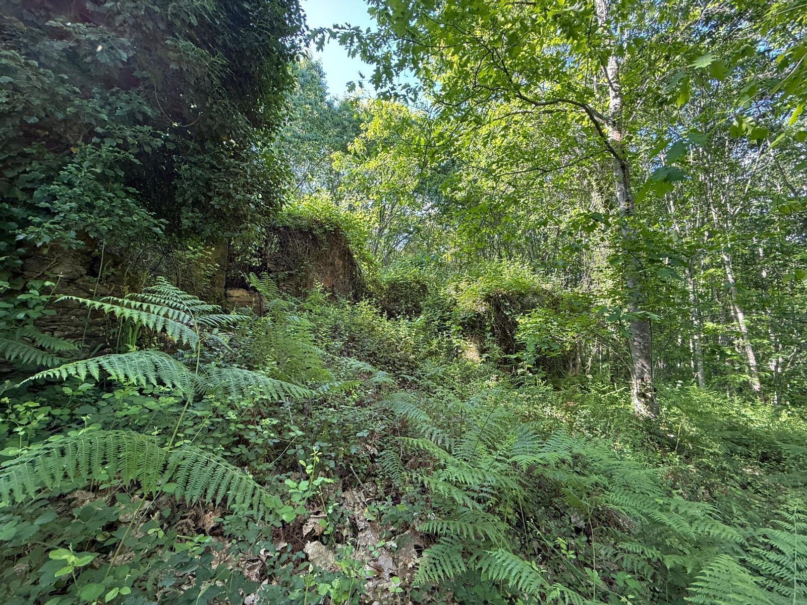 Propriedade mista com 53 hectares em Canedo, Santa Maria da Feira