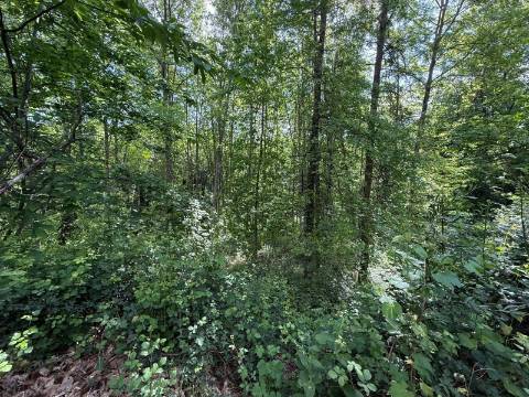 Propriedade mista com 53 hectares em Canedo, Santa Maria da Feira