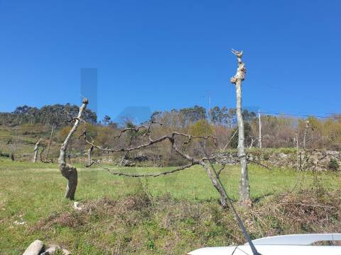 Terreno Rústico para Venda  com 2500m2– Lugar de Asnela, Rio Douro – Cabeceiras de Basto