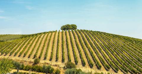 Herdade com terreno para construção de Estabelecimento Hoteleiro Isolado