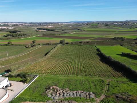 Terreno urbano - São Pedro da Cadeira