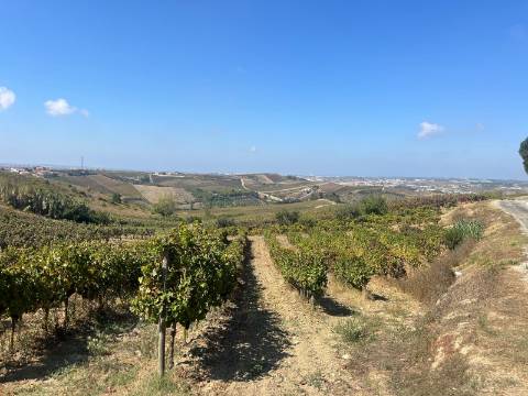 Terreno Urbano - Ventosa