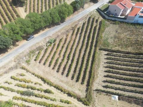 Terreno Urbano - Ventosa