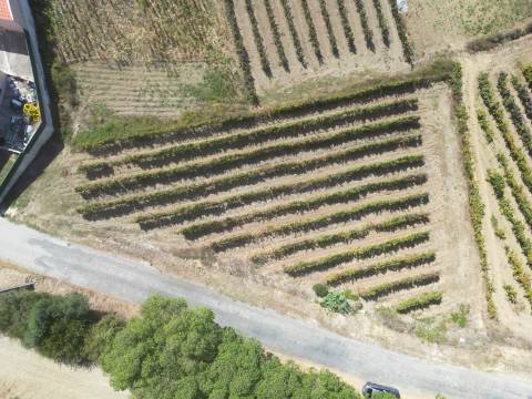 Terreno Urbano - Ventosa