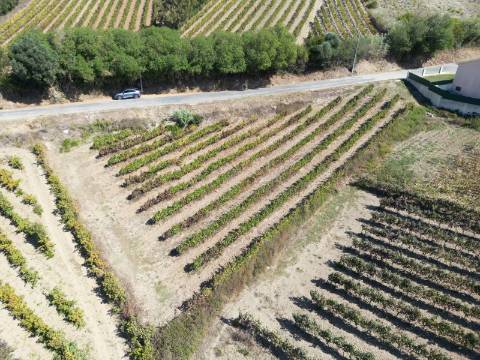 Terreno Urbano - Ventosa