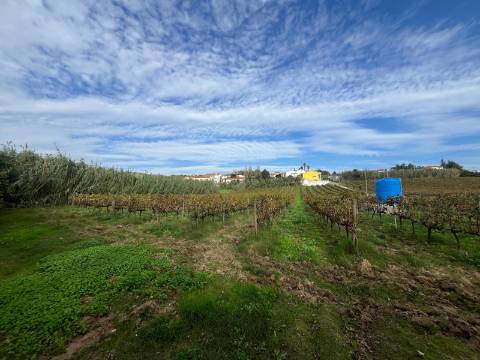 Terreno Urbano - Ventosa