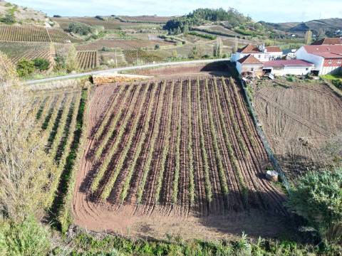 Terreno Urbano - Ventosa