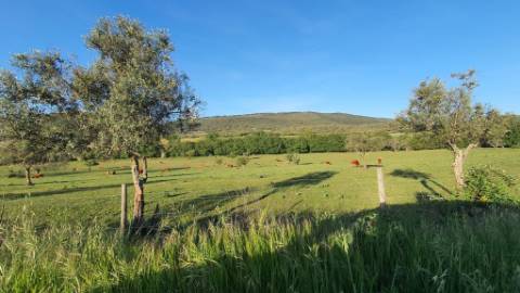 Quinta com casa de 3 assoalhadas no Pisão Novo, São Salvador da Aramenha