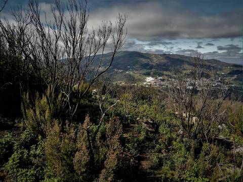 Terreno Misto com 11,53 Ha, localizado no cume da Picota e com viabilidade de construção de Resort Turístico luxo e/ou Teleférico com Restaurante Panorâmico