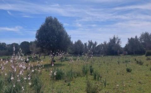 Terreno agrícola na Guia, Albufeira