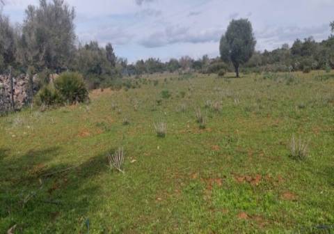 Terreno agrícola na Guia, Albufeira