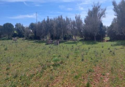 Terreno agrícola na Guia, Albufeira