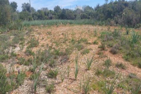 Terreno agrícola na Guia, Albufeira