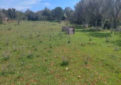 Terreno agrícola na Guia, Albufeira