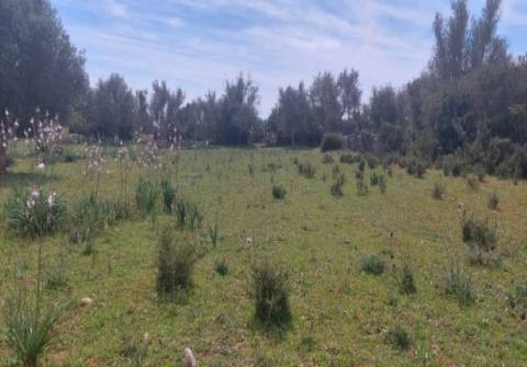 Terreno agrícola na Guia, Albufeira