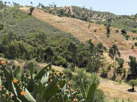 Terreno Misto no Tabual, Mexilhoeira Grande
