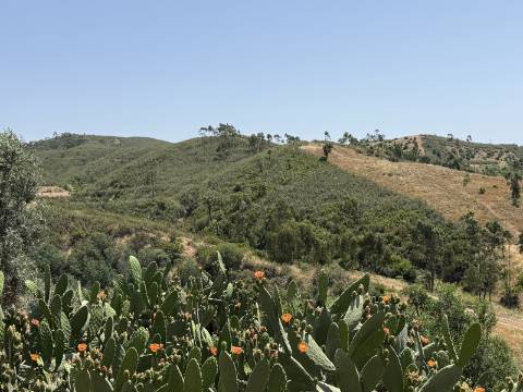 Terreno Misto no Tabual, Mexilhoeira Grande