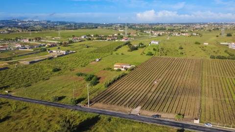 Quintinha com 6.688m ² e ruína para reconstrução | Arraiados, Pinhal Novo