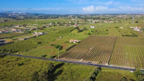 Quintinha com 6.688m ² e ruína para reconstrução | Arraiados, Pinhal Novo