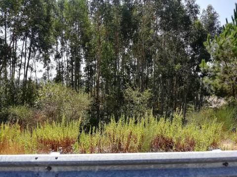 Terreno Urbano em Sandim