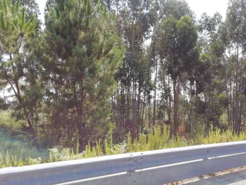 Terreno Urbano em Sandim