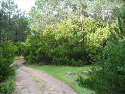 Terrenos, na Torreira, Murtosa