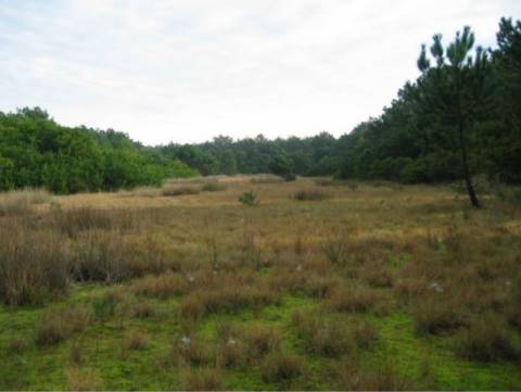 Terrenos, na Torreira, Murtosa