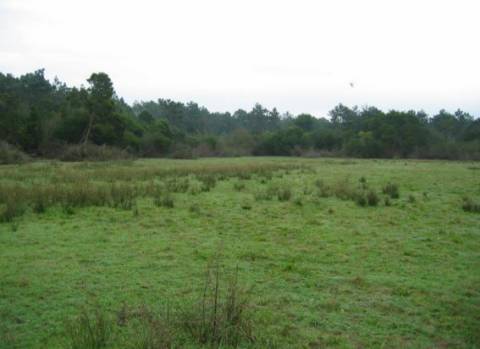 Terrenos, na Torreira, Murtosa