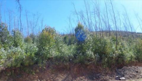 Terreno Rústico em Castelo de Paiva