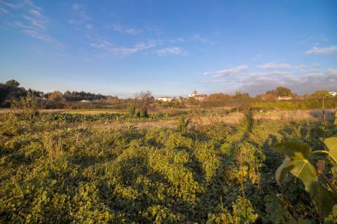 Terreno Rústico - Urbanizável