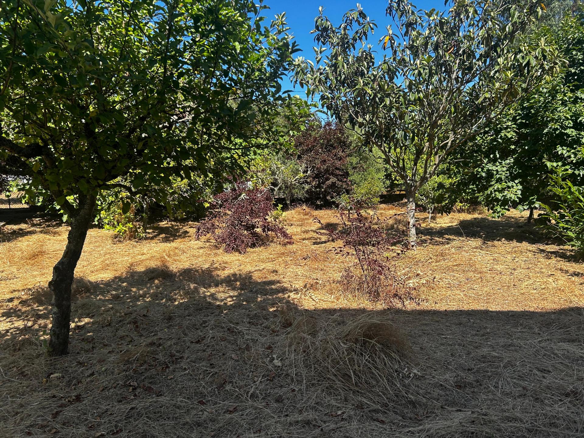 Terreno em Macieira de Sarnes