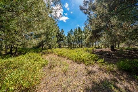 || Terreno para Loteamento | PIP Aprovado | AIRES - PALMELA ||